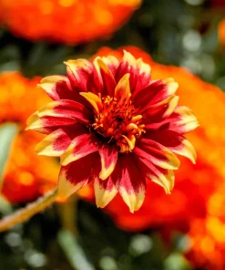 75 Mixed Colors Persian Carpet Zinnia Haageana Flower Seeds - Easy Grow - Image 9
