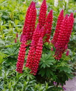 75 Mixed Colors Russell Lupine Flower Seeds - Lupinus Polyphyllus - Image 10