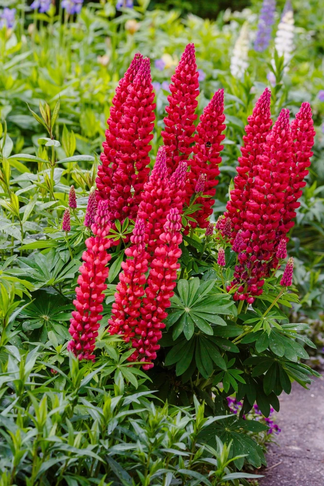 75 Mixed Colors Russell Lupine Flower Seeds - Lupinus Polyphyllus - Image 10