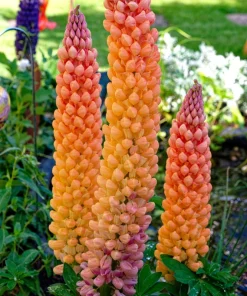 75 Mixed Colors Russell Lupine Flower Seeds - Lupinus Polyphyllus - Image 11