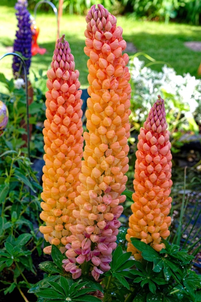 75 Mixed Colors Russell Lupine Flower Seeds - Lupinus Polyphyllus - Image 11