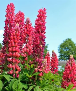 75 Mixed Colors Russell Lupine Flower Seeds - Lupinus Polyphyllus - Image 12