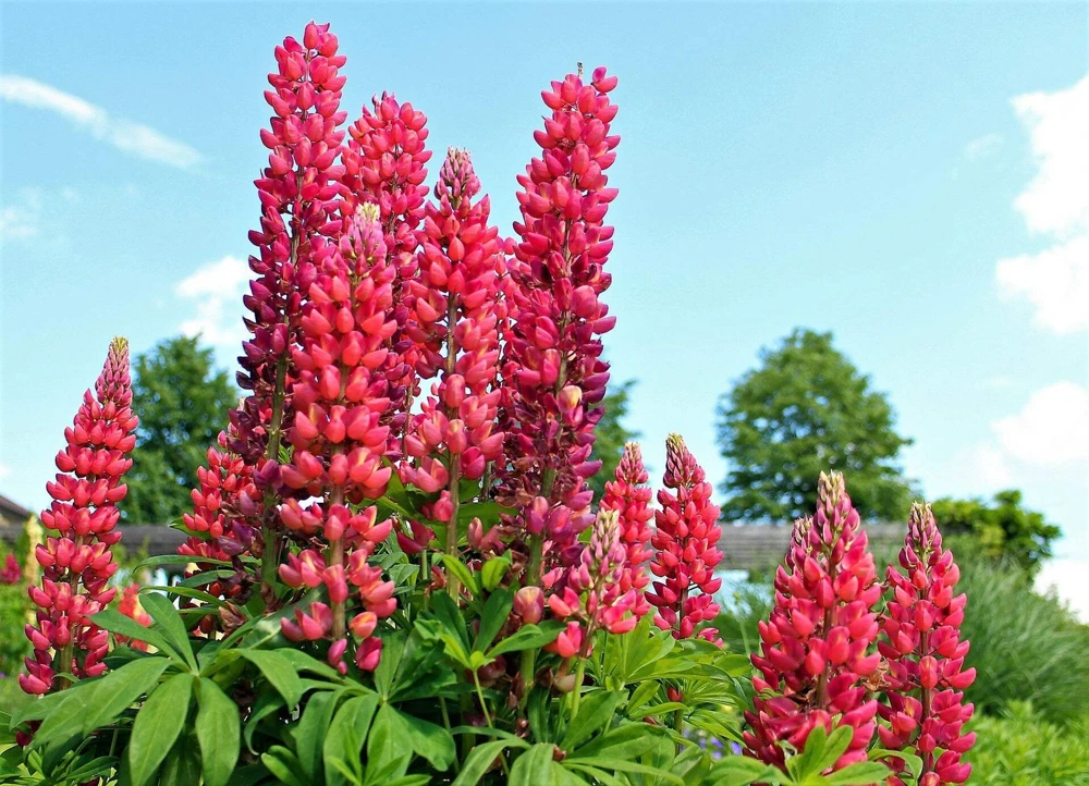 75 Mixed Colors Russell Lupine Flower Seeds - Lupinus Polyphyllus - Image 12