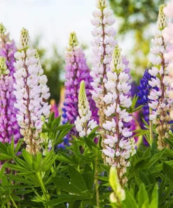 75 Mixed Colors Russell Lupine Flower Seeds - Lupinus Polyphyllus - Image 13