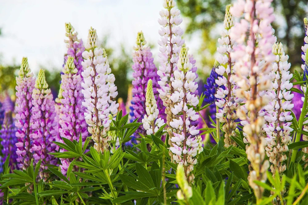 75 Mixed Colors Russell Lupine Flower Seeds - Lupinus Polyphyllus - Image 13