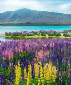 75 Mixed Colors Russell Lupine Flower Seeds - Lupinus Polyphyllus - Image 14