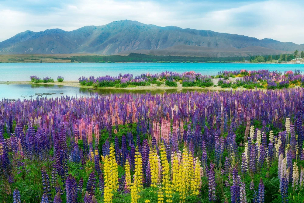 75 Mixed Colors Russell Lupine Flower Seeds - Lupinus Polyphyllus - Image 14