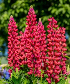 75 Mixed Colors Russell Lupine Flower Seeds - Lupinus Polyphyllus - Image 15
