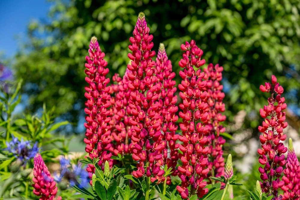 75 Mixed Colors Russell Lupine Flower Seeds - Lupinus Polyphyllus - Image 15