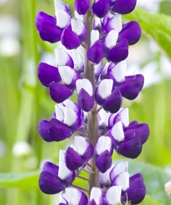 75 Mixed Colors Russell Lupine Flower Seeds - Lupinus Polyphyllus - Image 16