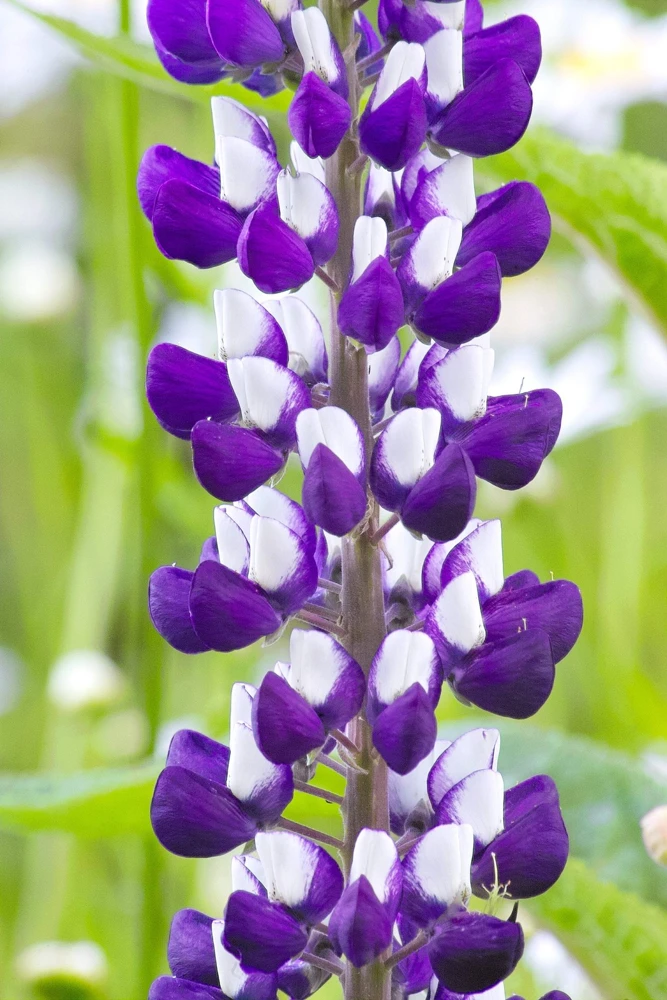 75 Mixed Colors Russell Lupine Flower Seeds - Lupinus Polyphyllus - Image 16