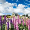 75 Mixed Colors Russell Lupine Flower Seeds - Lupinus Polyphyllus - Image 1