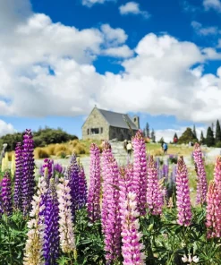 75 Mixed Colors Russell Lupine Flower Seeds - Lupinus Polyphyllus - Image 1