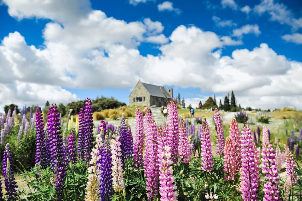 75 Mixed Colors Russell Lupine Flower Seeds - Lupinus Polyphyllus - Image 1