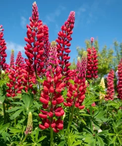 75 Mixed Colors Russell Lupine Flower Seeds - Lupinus Polyphyllus - Image 2