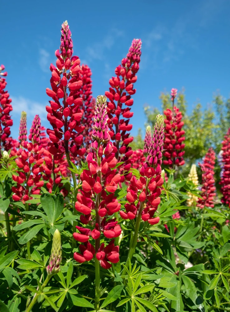 75 Mixed Colors Russell Lupine Flower Seeds - Lupinus Polyphyllus - Image 2