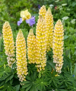 75 Mixed Colors Russell Lupine Flower Seeds - Lupinus Polyphyllus - Image 3