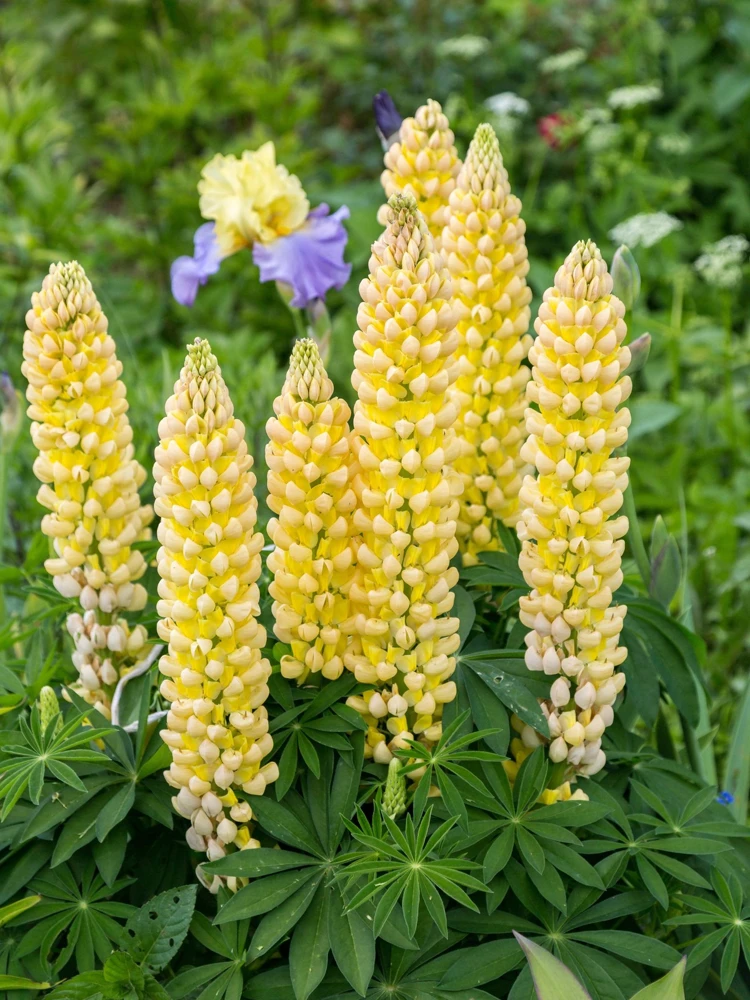75 Mixed Colors Russell Lupine Flower Seeds - Lupinus Polyphyllus - Image 3