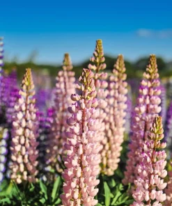 75 Mixed Colors Russell Lupine Flower Seeds - Lupinus Polyphyllus - Image 4