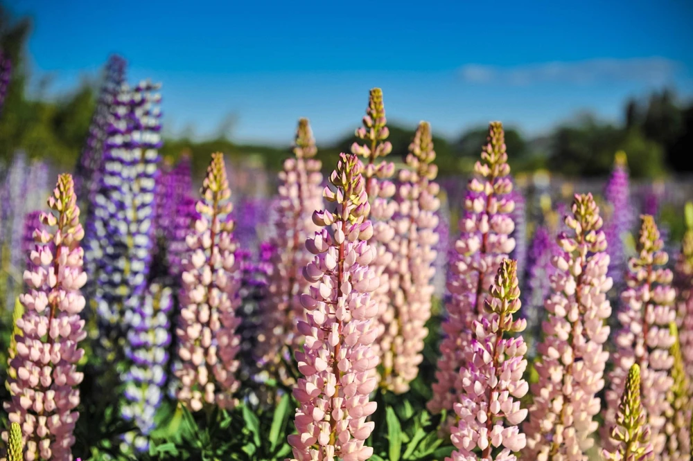 75 Mixed Colors Russell Lupine Flower Seeds - Lupinus Polyphyllus - Image 4