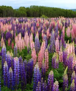 75 Mixed Colors Russell Lupine Flower Seeds - Lupinus Polyphyllus - Image 5