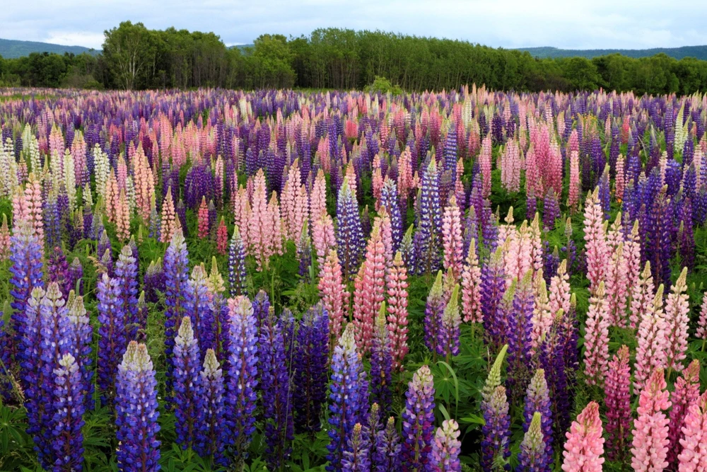 75 Mixed Colors Russell Lupine Flower Seeds - Lupinus Polyphyllus - Image 5