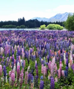 75 Mixed Colors Russell Lupine Flower Seeds - Lupinus Polyphyllus - Image 6