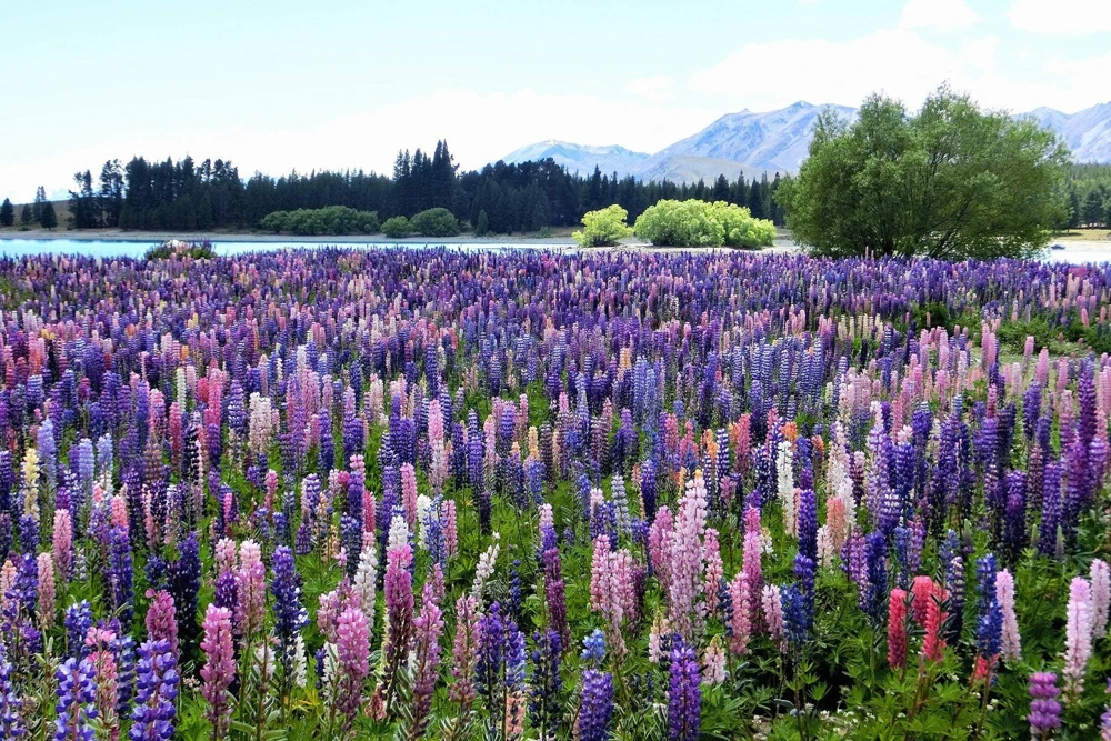 75 Mixed Colors Russell Lupine Flower Seeds - Lupinus Polyphyllus - Image 6