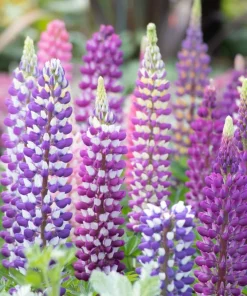 75 Mixed Colors Russell Lupine Flower Seeds - Lupinus Polyphyllus - Image 7