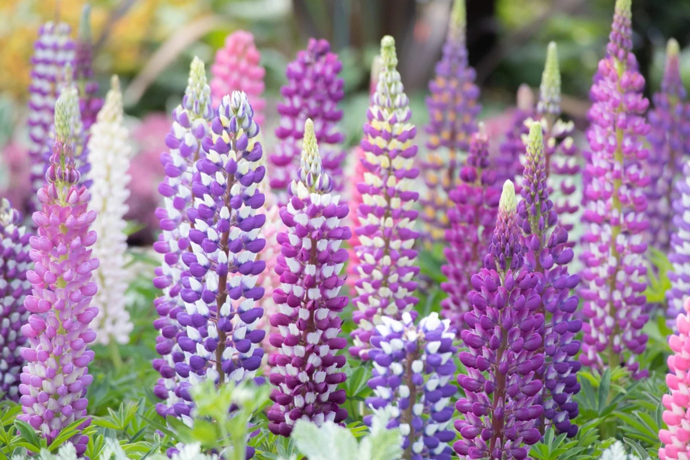 75 Mixed Colors Russell Lupine Flower Seeds - Lupinus Polyphyllus - Image 7