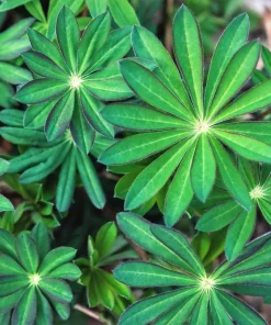 75 Mixed Colors Russell Lupine Flower Seeds - Lupinus Polyphyllus - Image 8