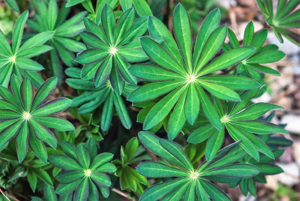 75 Mixed Colors Russell Lupine Flower Seeds - Lupinus Polyphyllus - Image 8
