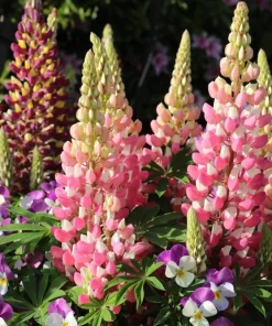 75 Mixed Colors Russell Lupine Flower Seeds - Lupinus Polyphyllus - Image 9