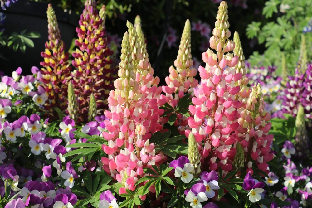 75 Mixed Colors Russell Lupine Flower Seeds - Lupinus Polyphyllus - Image 9
