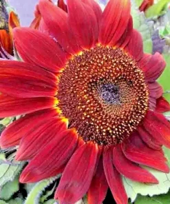 75+ Red Sun Sunflower Seeds – Beautiful Tall Cut Flowers, Non-GMO Heirloom - Image 2
