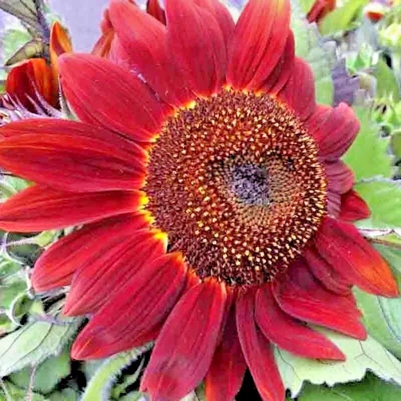 75+ Red Sun Sunflower Seeds – Beautiful Tall Cut Flowers, Non-GMO Heirloom - Image 2
