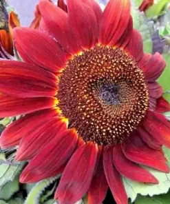 75+ Red Sun Sunflower Seeds - Tall Cut Flowers, Non-GMO Heirloom, Annual - Image 2