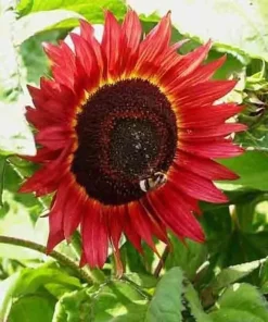 75+ Red Sun Sunflower Seeds - Tall Cut Flowers, Non-GMO Heirloom, Annual - Image 3
