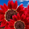 75+ Red Sun Sunflower Seeds - Tall Cut Flowers, Non-GMO Heirloom, Annual - Image 1