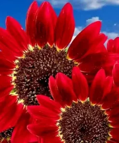 75+ Red Sun Sunflower Seeds - Tall Cut Flowers, Non-GMO Heirloom, Annual - Image 1