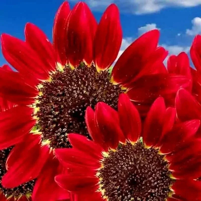 75+ Red Sun Sunflower Seeds - Tall Cut Flowers, Non-GMO Heirloom, Annual - Image 1