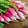 750 French Breakfast Radish Seeds - Raphanus Sativus Vegetable Seeds - Image 1