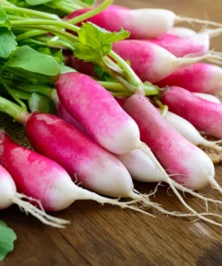 750 French Breakfast Radish Seeds - Raphanus Sativus Vegetable Seeds - Image 1