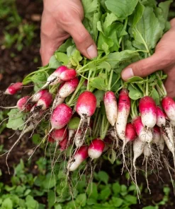 750 French Breakfast Radish Seeds - Raphanus Sativus Vegetable Seeds - Image 2