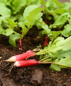 750 French Breakfast Radish Seeds - Raphanus Sativus Vegetable Seeds - Image 3