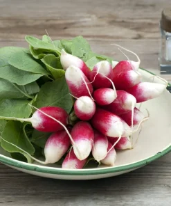 750 French Breakfast Radish Seeds - Raphanus Sativus Vegetable Seeds - Image 4