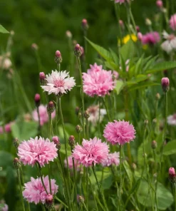 750 Pink Bachelor's Button Cornflower Seeds - Centaurea Cyanus Flower Seeds - Image 12