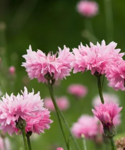 750 Pink Bachelor's Button Cornflower Seeds - Centaurea Cyanus Flower Seeds - Image 2