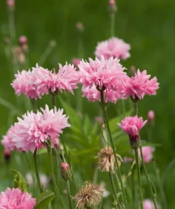 750 Pink Bachelor's Button Cornflower Seeds - Centaurea Cyanus Flower Seeds - Image 3