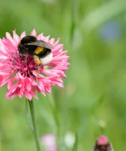 750 Pink Bachelor's Button Cornflower Seeds - Centaurea Cyanus Flower Seeds - Image 4
